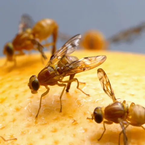 Mexican fruit flies on an orange peel 