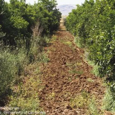 mulched pathway in a fruit tree orchard