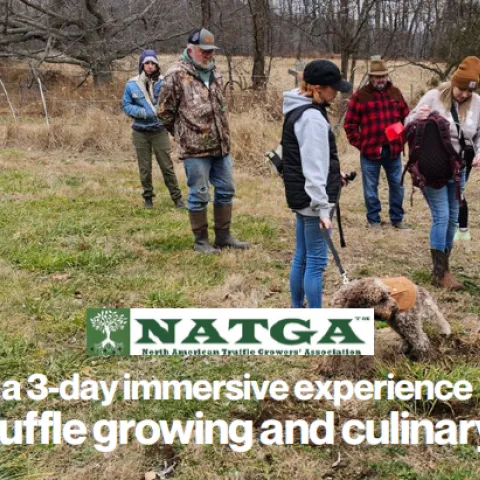people and dogs hunting truffles in the ground
