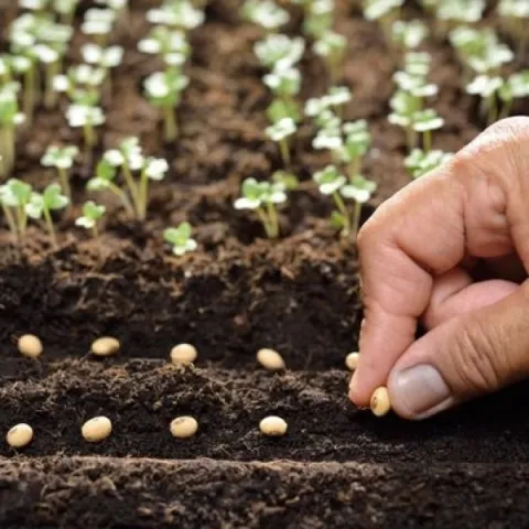 Hand-planting seeds in rich soil with seedlings in the background