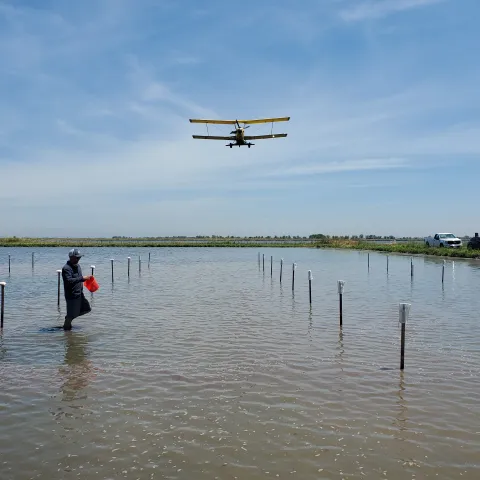 An airplane flying seed into a flooded rice field. There is a person in the foreground holding a plastic bucket.