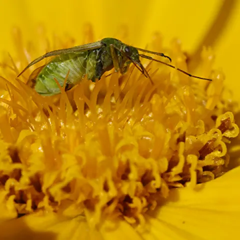 Potato capsid on a Coreopsis. (Photo by Kathy Keatley Garvey)