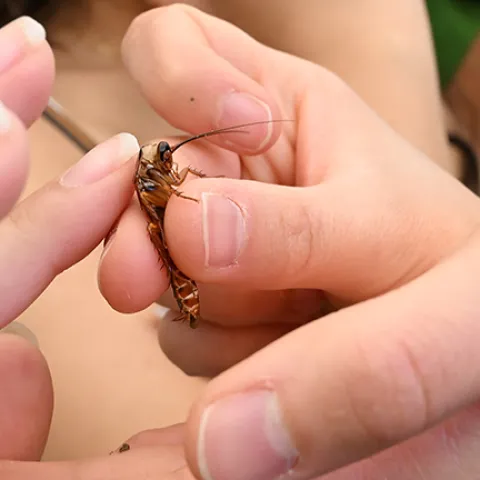 Petting an American cockroach at UC Davis Picnic Day