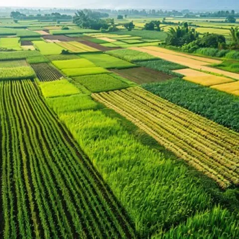 fields of row crops