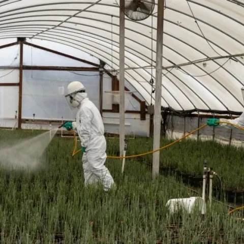 Two individuals in protective equipment spray plants with pesticide; hoophouse setting