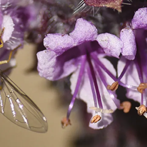 Syrphid fly on flower