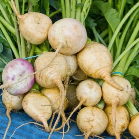 a bunch of white turnips with the greens attached