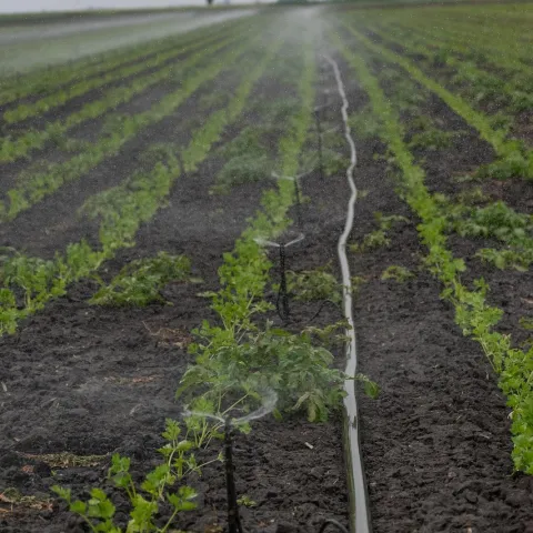 agricultural field shows rows of plants alternating with drip irrigation lines