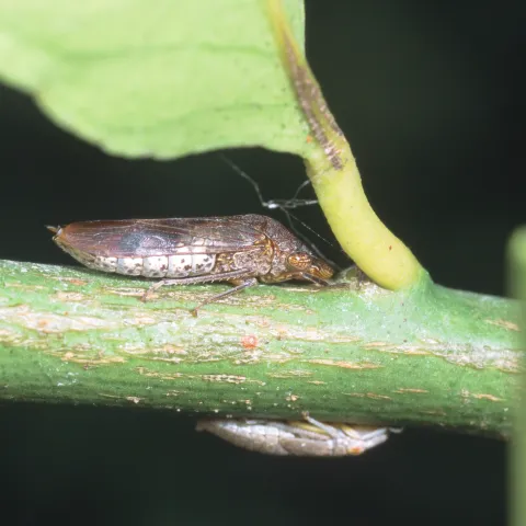 Glassy-winged sharpshooter adult and (out-of-focus) nymph on green lemon twig. 