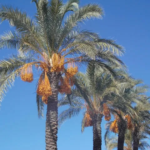 A row of date palm trees laden with large clusters of ripe, yellow-orange dates against a clear blue sky.