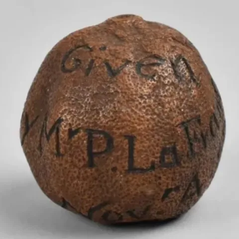 285 year old lemon