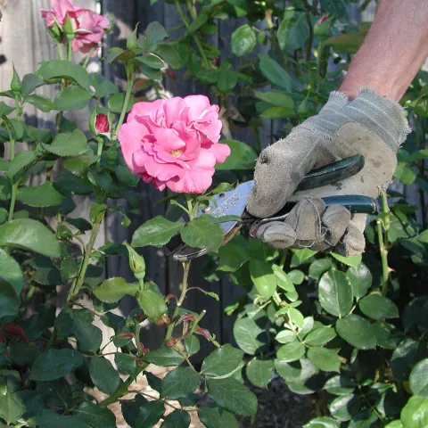 Pruning out old roses with bypass pruners.