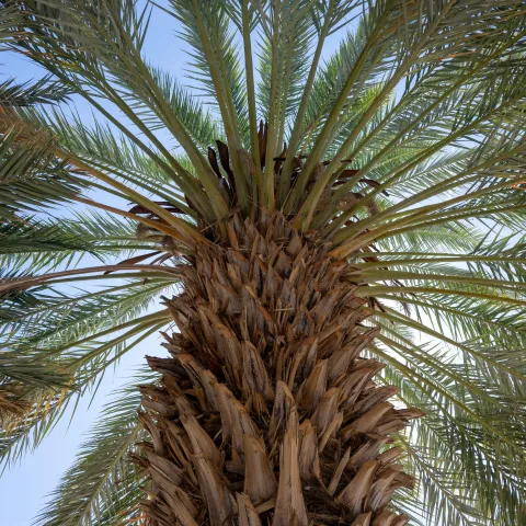 Green feathery leaves surrounding base of large tree with single trunk.