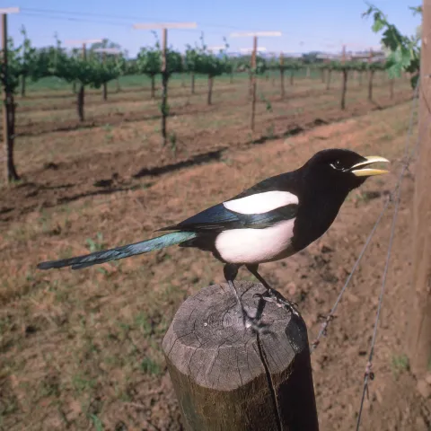 Yellow-billed Magpie. UC IPM Program