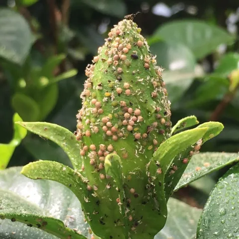 aphids live and mummified on gardenia bud with parasitoid wasp