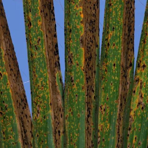 Necrotic, chlorotic California fan palm frond pinnae infected with diamond scale.