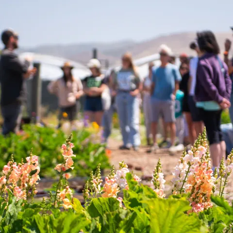 Flowers with people in the background.