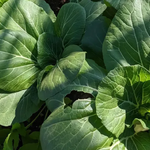 Asian leafy greens, including bok choy, growing in a sunlit outdoor garden.