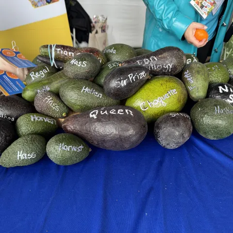 A pile of different sizes and shapes of avocados, each labeled with the variety name.