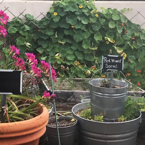 A garden scene with pots and buckets containing various plants, including pink flowers with a lush green vine in the background growing along a lattice against a tan stucco wall.