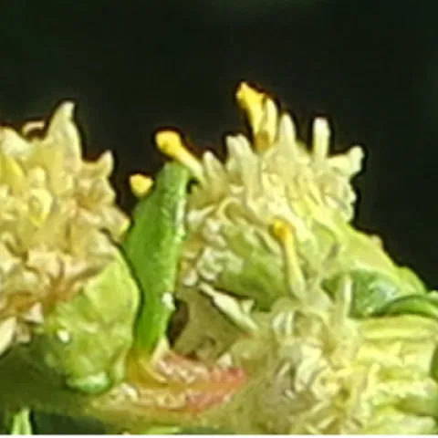 coyote brush with flowers