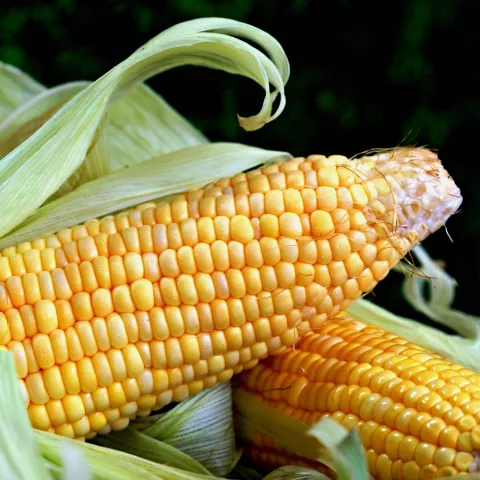 Photo of cob of corn with some of the husks peeled back. (ignartonosbg.pixabay).jpg