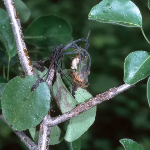 Black, wilted blossoms affected by fire blight on a fruit tree.