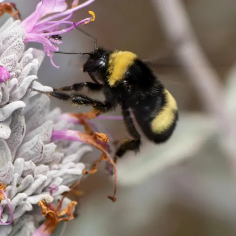 Black and yellow bumble bee flying from a pale lavender flowers in a globe-shaped cluster.