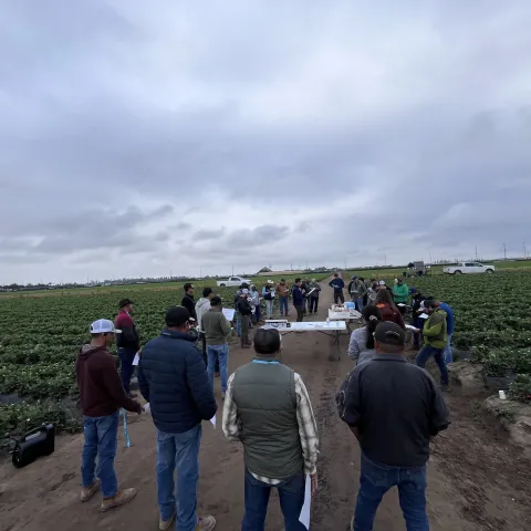 People gathered around strawberry crop