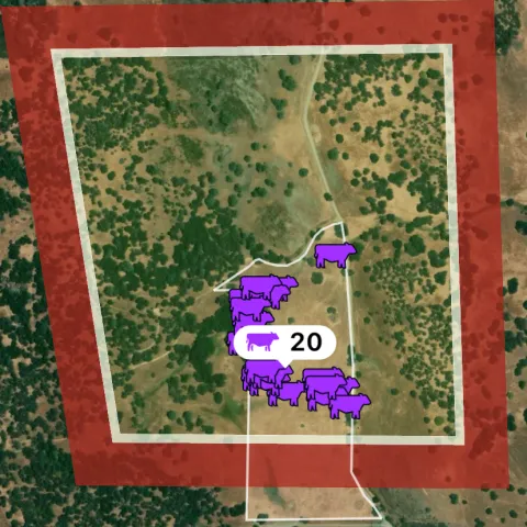 screenshot of virtual fencing app indicates location of steers in the site demonstration within designated boundaries