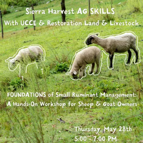A flyer for an agricultural workshop featuring a background photo of three sheep—one larger with a black face and two smaller lambs—grazing in a lush green, hilly pasture with a wire fence in the distance. The sheep are highlighted with playful, hand-drawn white outlines. The text on the flyer reads: Top: Sierra Harvest AG SKILLS With UCCE & Restoration Land & Livestock Middle: FOUNDATIONS of Small Ruminant Management: A Hands-On Workshop for Sheep & Goat Owners Bottom Right: Thursday, May 28th, 5:00 – 