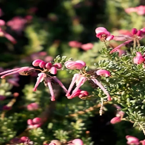 Grevillea Lanigera ‘Coastal Gem', Martha Carpenter.jpg