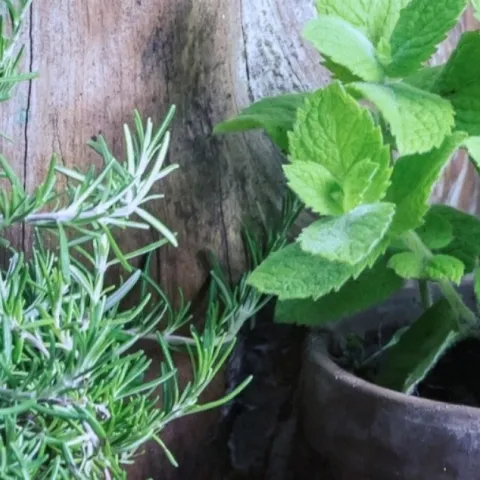 Herb Gardening