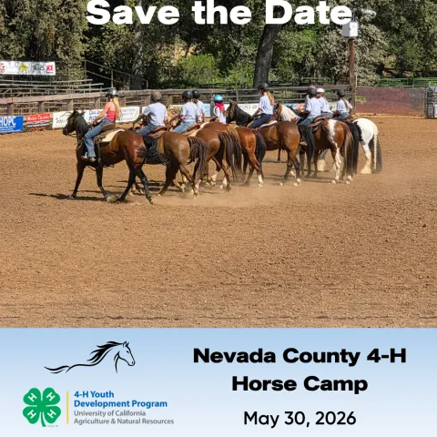 Alt text: Photograph of a group of riders on horses gathered in a dirt arena, surrounded by trees and fencing, with "Save the Date" text at the top. Below, a blue banner promotes Nevada County 4-H Horse Camp on May 30, 2026, featuring 4-H Youth Development Program and University of California logos, along with a URL for more information.