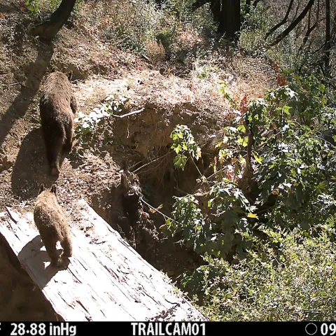 Black bears captured on a wildlife camera.