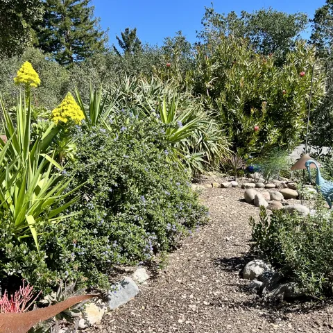 Coastal chaparral garden with succulents, protea and California native plants