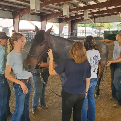 Four young people pet the front of a brown horse while looking at the instructor do something with the horse's tail or behind
