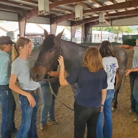 Un grupo de niños acarician un caballo.