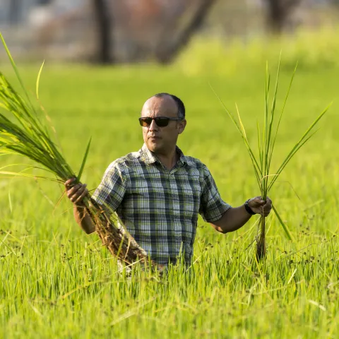 Luis Espino, Rice Advisor, standing in a rice field holding weedy rice plants in the air. 