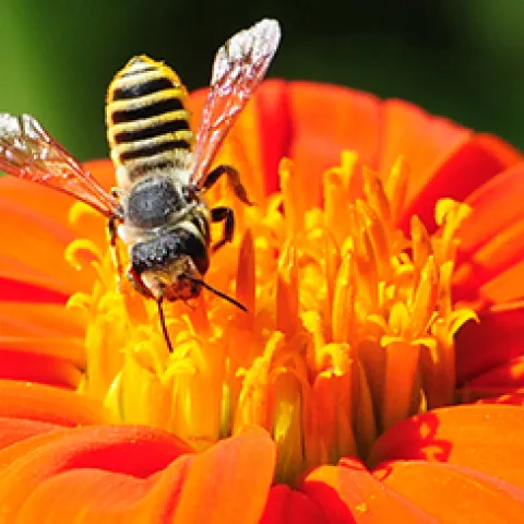 Megachile fidelis on Tithonia