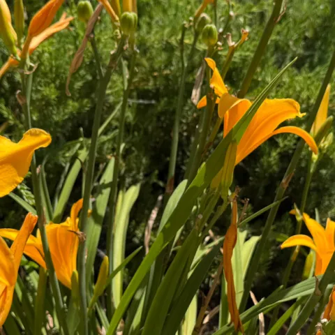 Yellow-orange lilies in a garden
