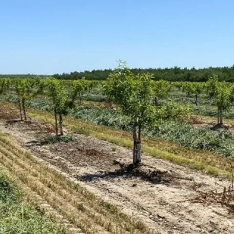 Young orchard 