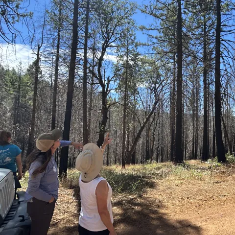 Post-Fire Forest Resilience workshop participants point up at trees in the Caldor Fire footprint