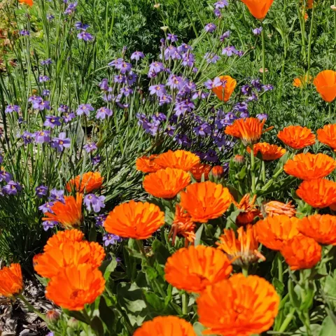 CA Poppies and other wildflowers