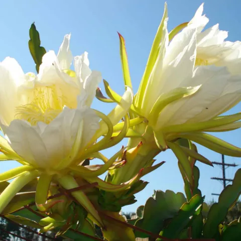 Pitahaya Flowers in the sunlight