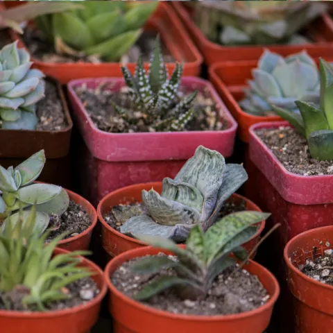 succulents in individual containers for sale