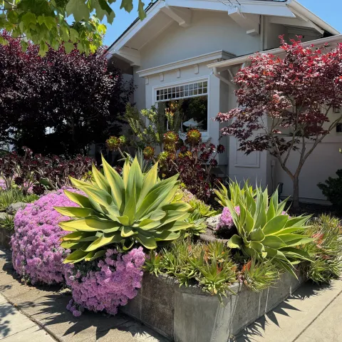 Landscape with succulents