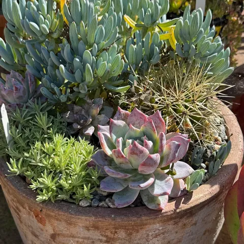 Succulents planted in a terra cotta pot
