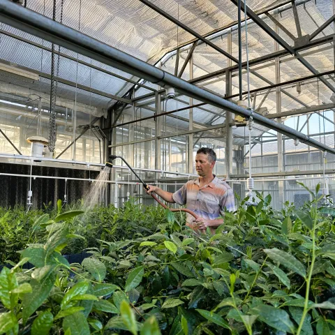 Kearney REC employee Ryan Puckett uses a wand to water tea plants in a greenhouse