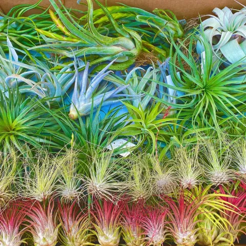 Airplants